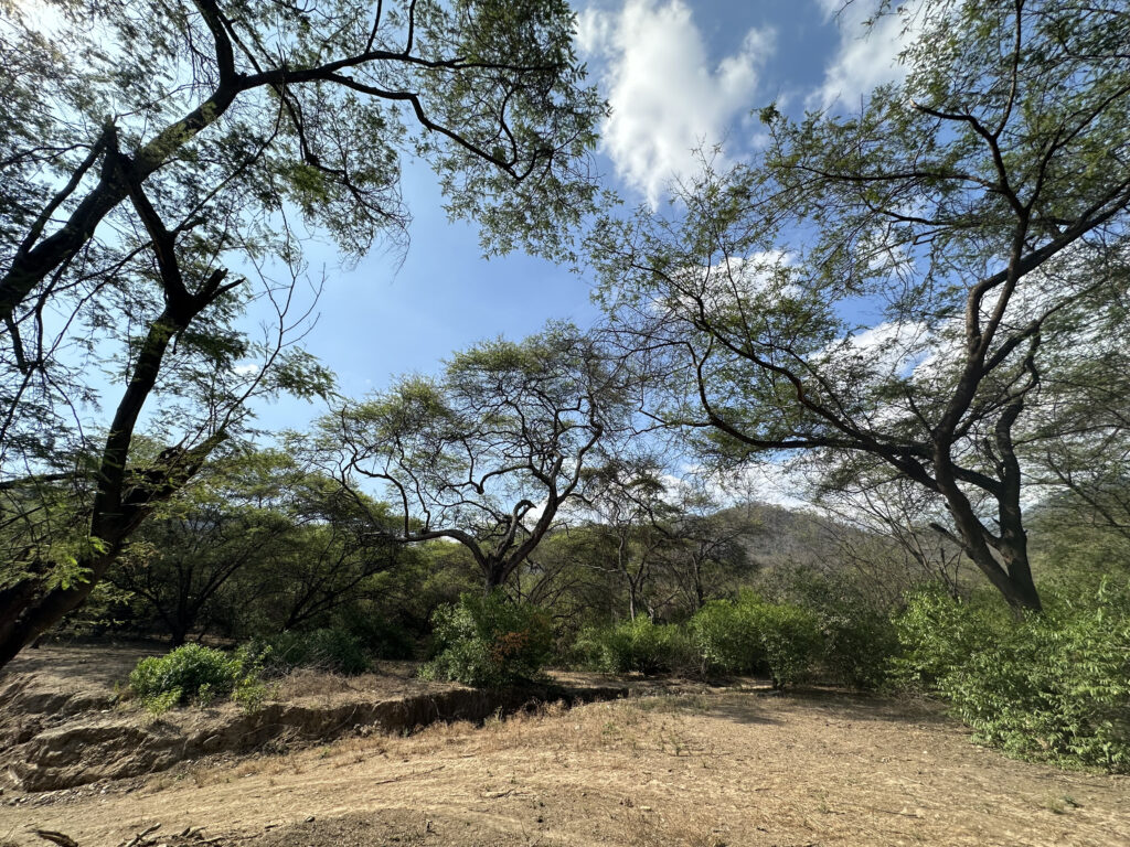 Servicio de auditoría de los estados financieros de proyectos